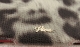 Чехол Viva Lujo Leopardo для iPad 2 cream